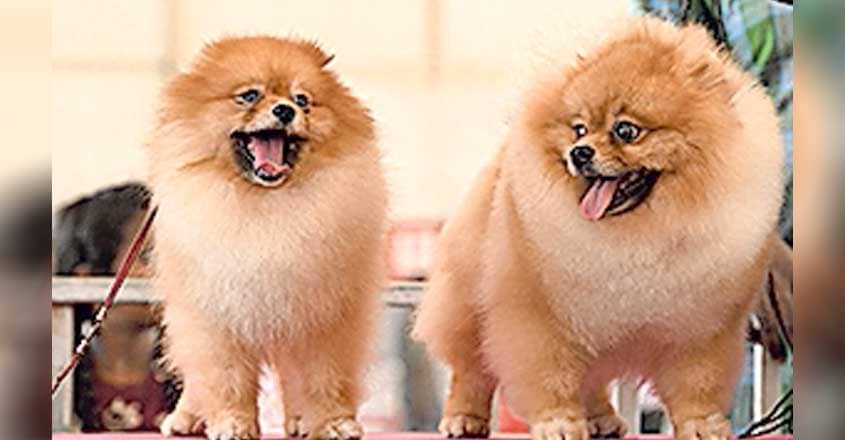 pomeranian pomeranian