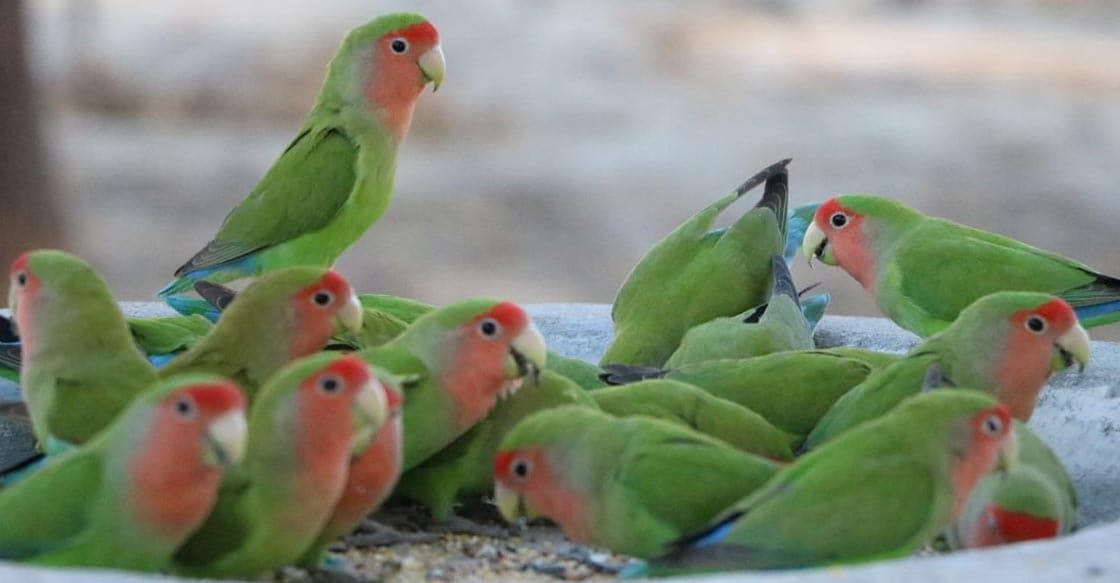 peach-faced-lovebird peach-faced-lovebird