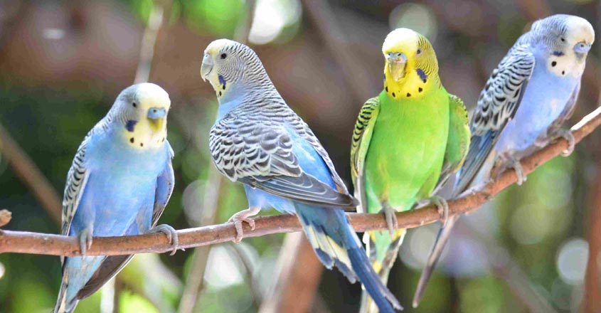 budgerigar-1 budgerigar-1