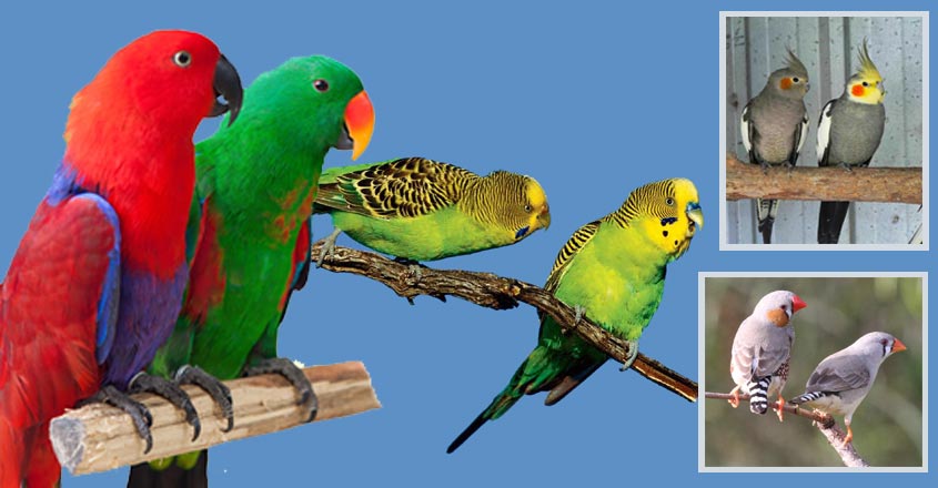 parrots parrots