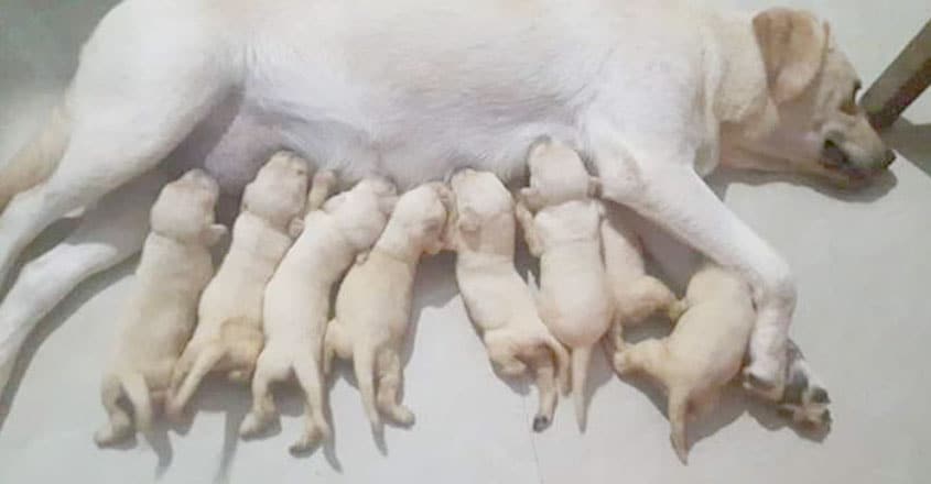 dog-3 dog-3