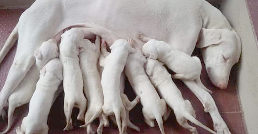 dog-4 dog-4