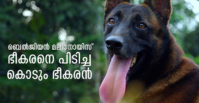 Malanwal കേരള പൊലീസിലേക്ക് വരുന്ന പുതിയ നായ്ക്കളുടെ പ്രത്യേകതകൾ ഇതാണ് ...