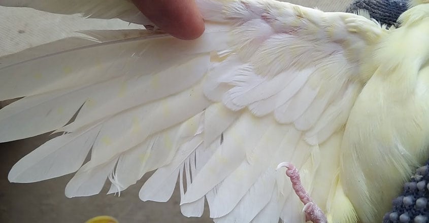 cockatiel-female cockatiel-female