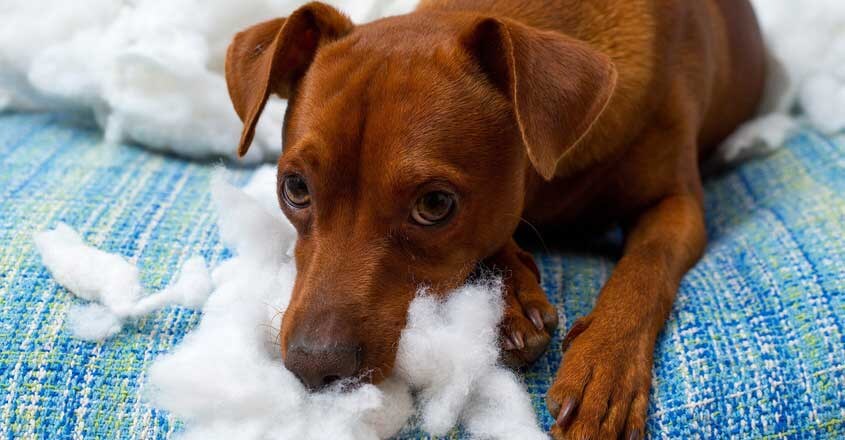 dog-pica-1 dog-pica-1