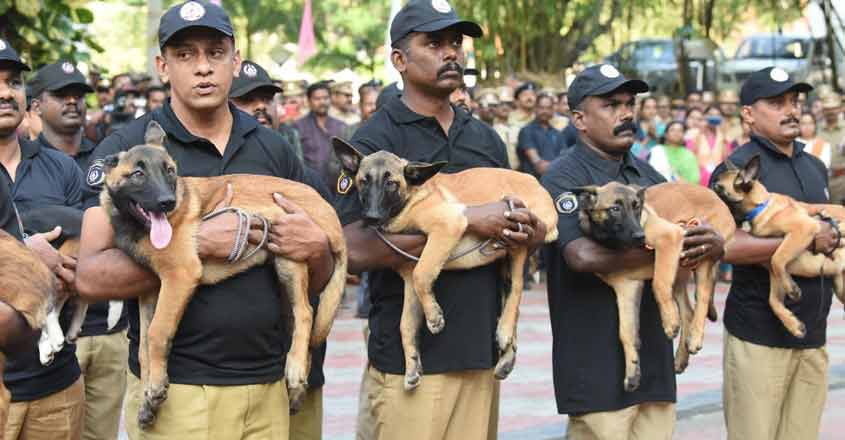 dog-squad-1 dog-squad-1