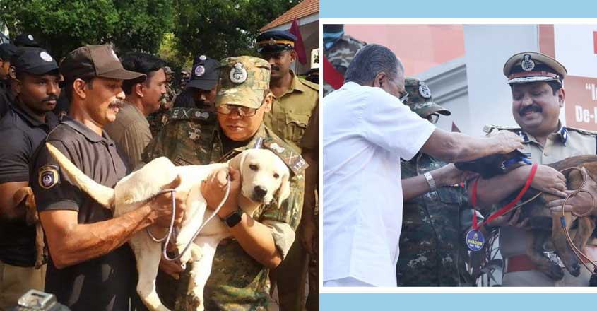 dog-squad-2 dog-squad-2