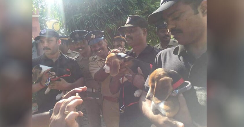dog-squad-3 dog-squad-3