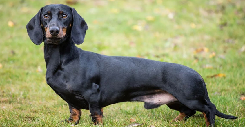 10-daschhund 10-daschhund