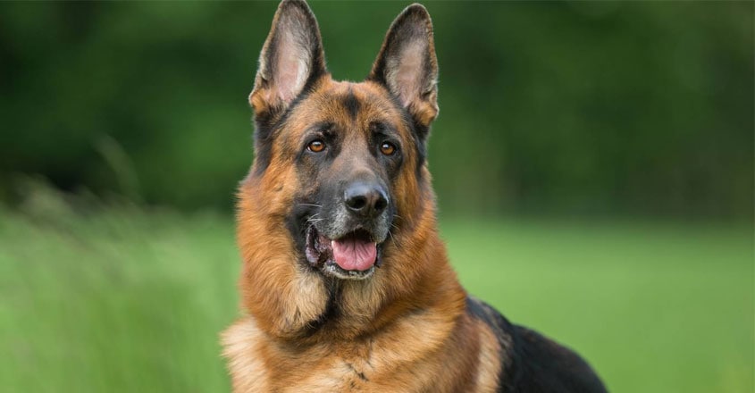 2-german-sheperd 2-german-sheperd