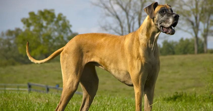 2-great-dane 2-great-dane