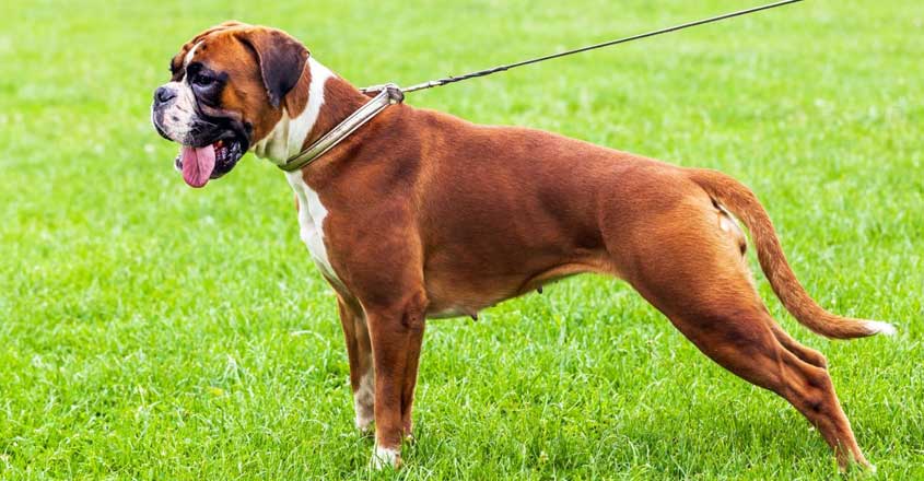 4-boxer 4-boxer