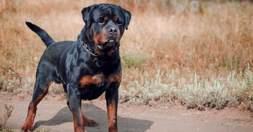 5-rott 5-rott