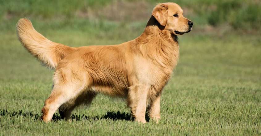 8.-golden 8.-golden