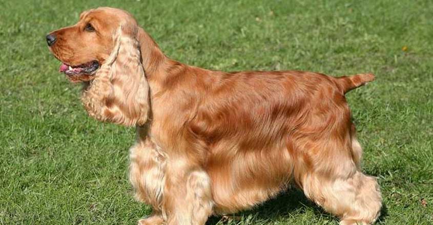 9-coccer-spaniel 9-coccer-spaniel