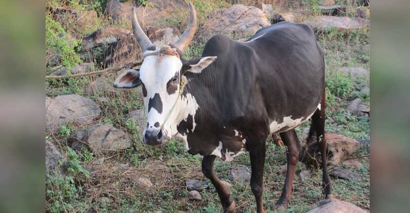 alambadi-cattle-1 alambadi-cattle-1