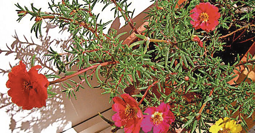 Portulaca-grandiflora-Moss Portulaca-grandiflora-Moss