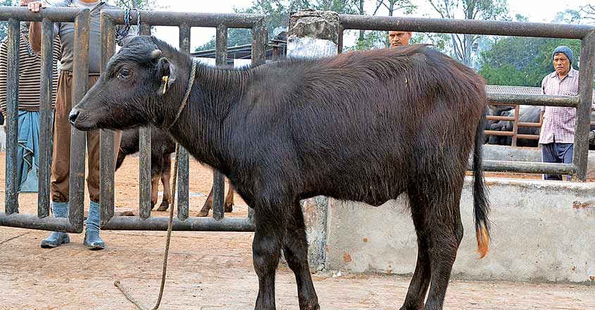 Calf Calf