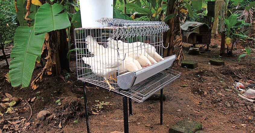 cages-in-backyards cages-in-backyards