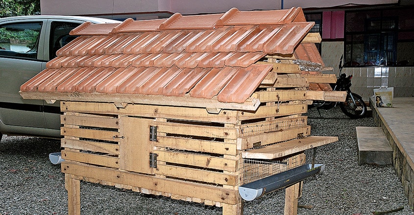 hen-home1 hen-home1