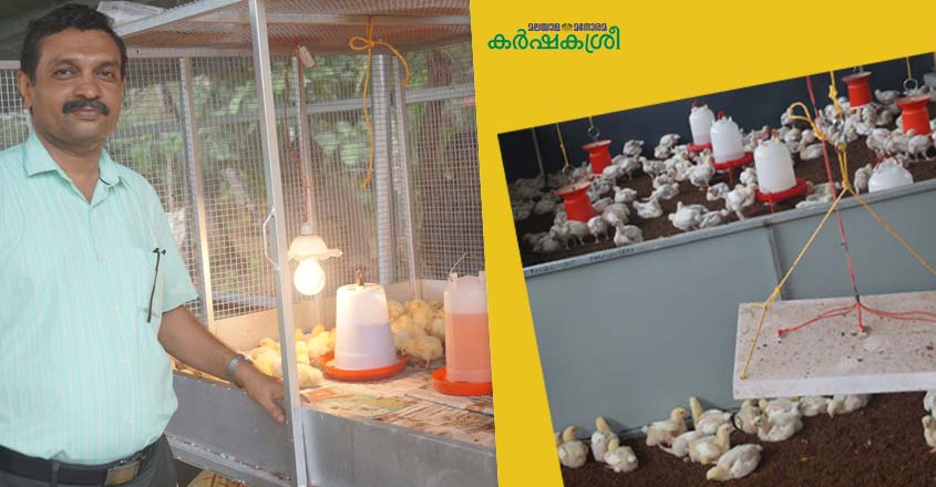 broiler-chicken-1 broiler-chicken-1