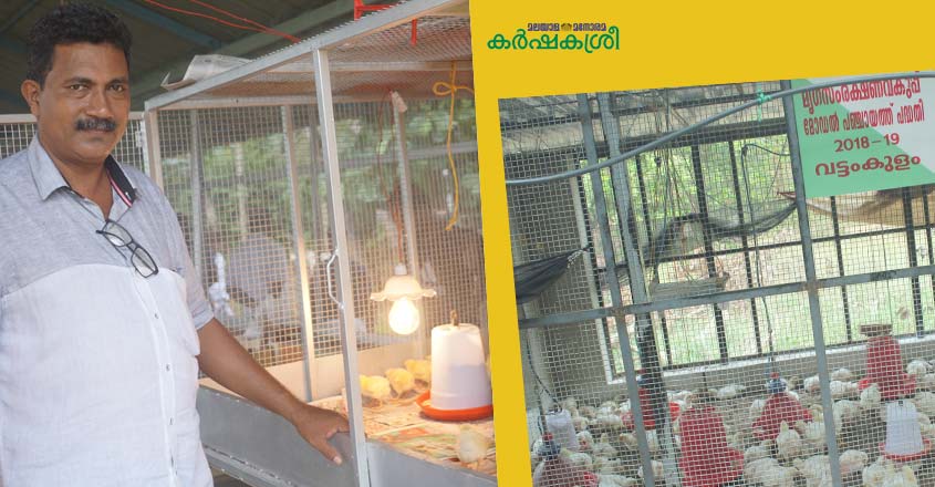 broiler-chicken-2 broiler-chicken-2