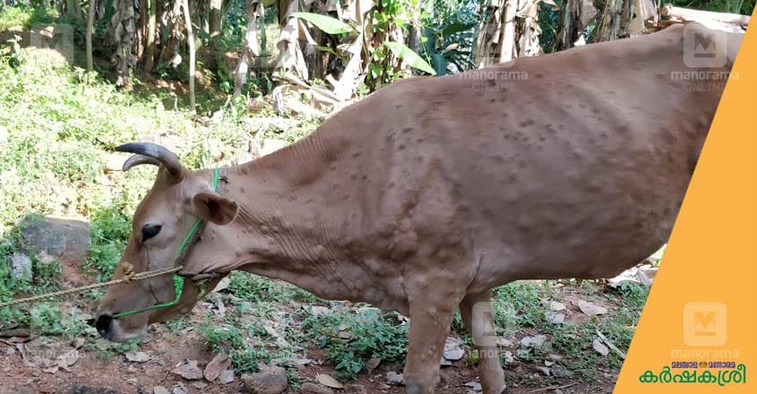 lumpy-skin-disease-7 lumpy-skin-disease-7