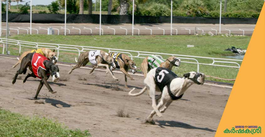 grey-hound-1 grey-hound-1
