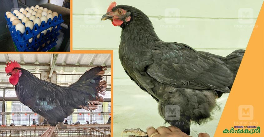 thalassery-poultry thalassery-poultry