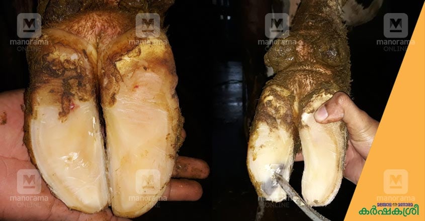 cow-hoof-2 cow-hoof-2