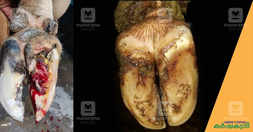 cow-hoof-3 cow-hoof-3