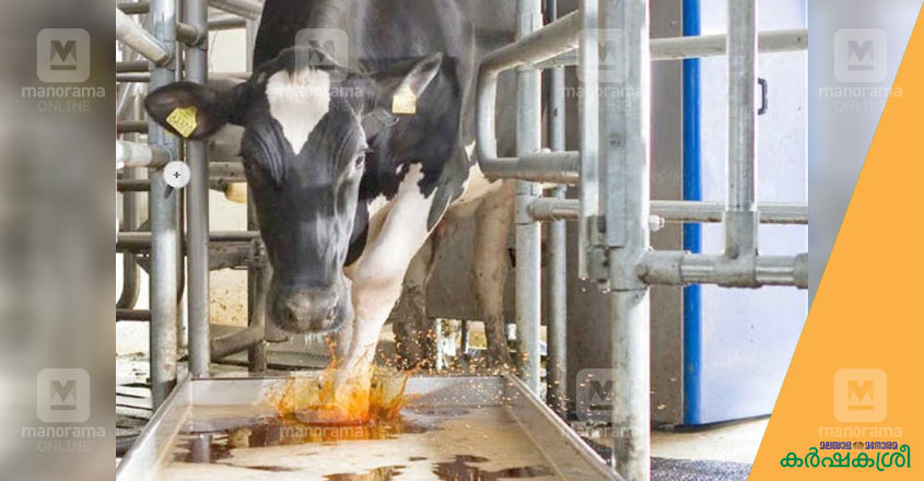 cow-hoof cow-hoof