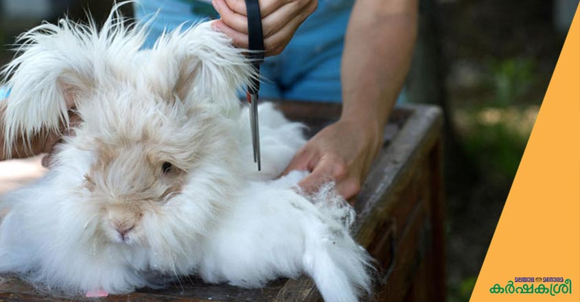 rabbit-3 rabbit-3