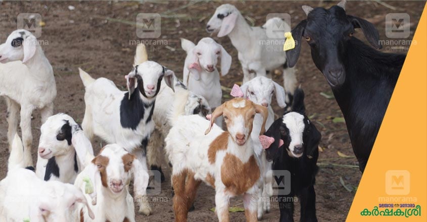 goat-1 goat-1