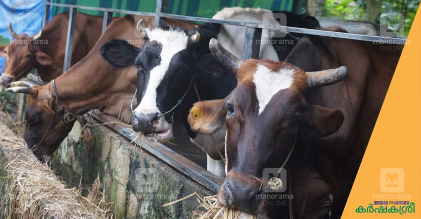 cow-1 cow-1