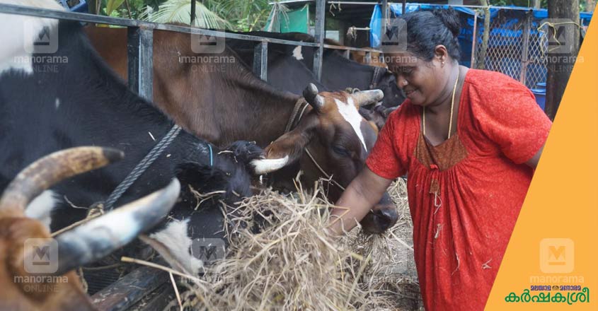 cow-2 cow-2