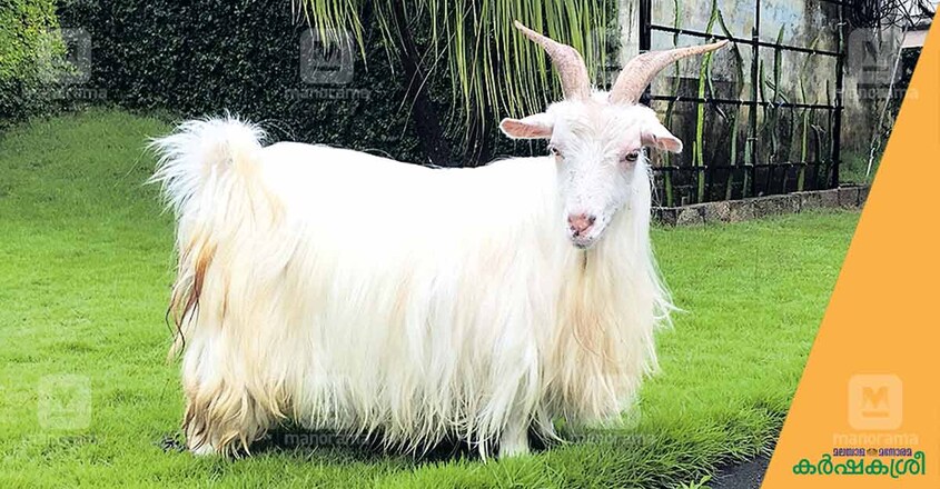 hisham-pigmi-goat hisham-pigmi-goat