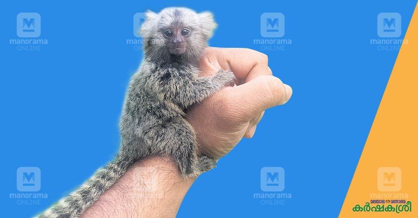 hisham-pocket-monkey hisham-pocket-monkey