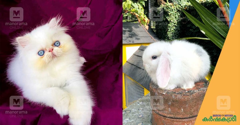 hisham-rabbit hisham-rabbit