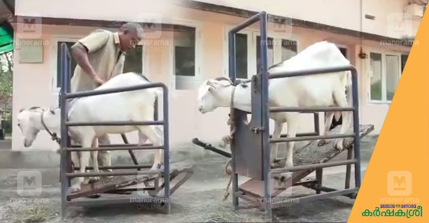 artificial-insemination-in-goats-1 artificial-insemination-in-goats-1