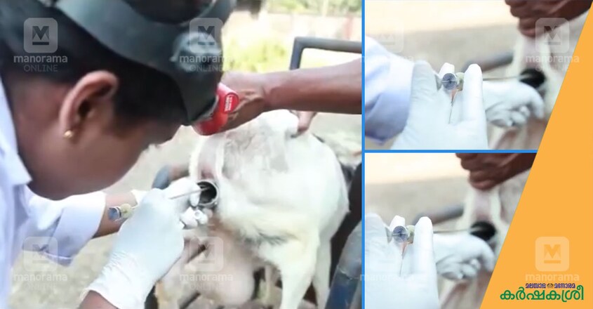 artificial-insemination-in-goats-2 artificial-insemination-in-goats-2