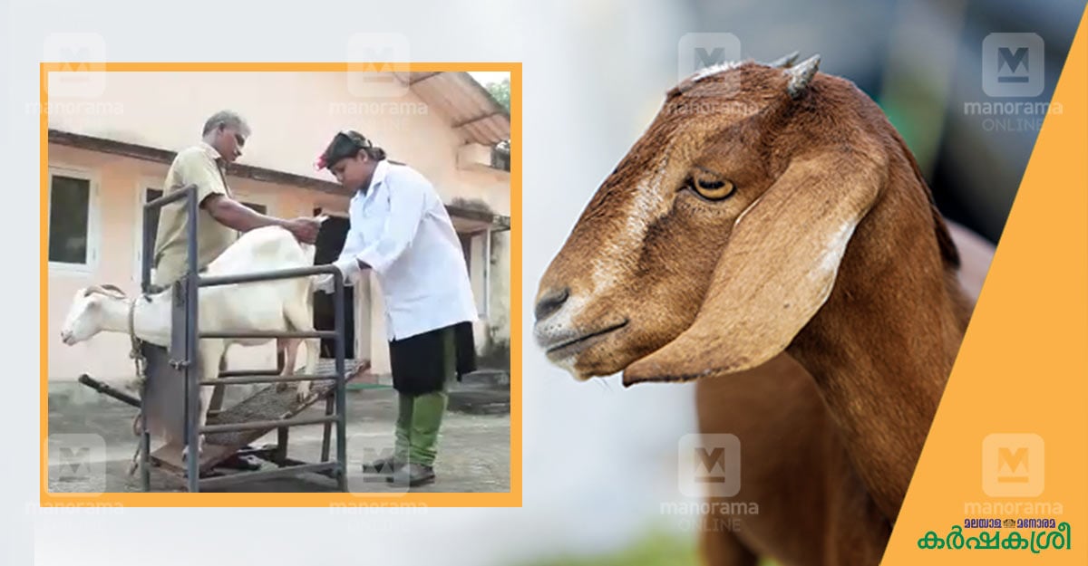 വരുന്നൂ കൂടുതൽ ബീജാധാനകേന്ദ്രങ്ങൾ; അറിയാം ആടുകളിലെ കൃത്രിമ ബീജാധാനം