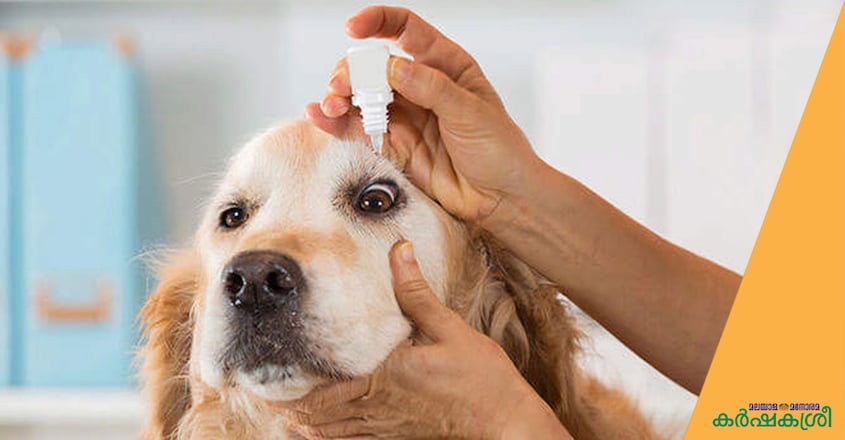 dog-eye-care dog-eye-care