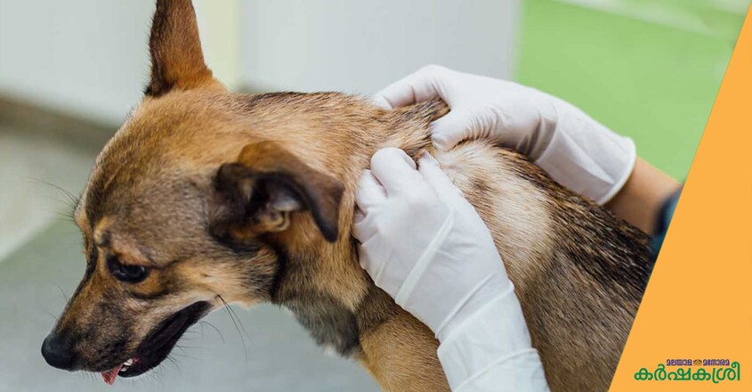 dog-skin dog-skin
