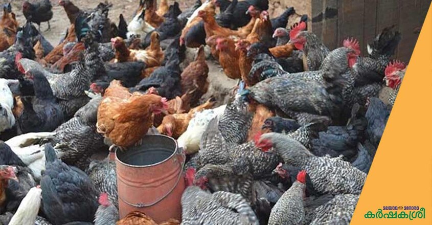 kuroiler-chicken kuroiler-chicken