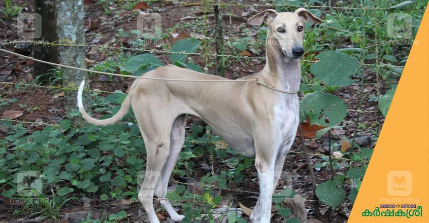 chppiparai-dog-1 chppiparai-dog-1