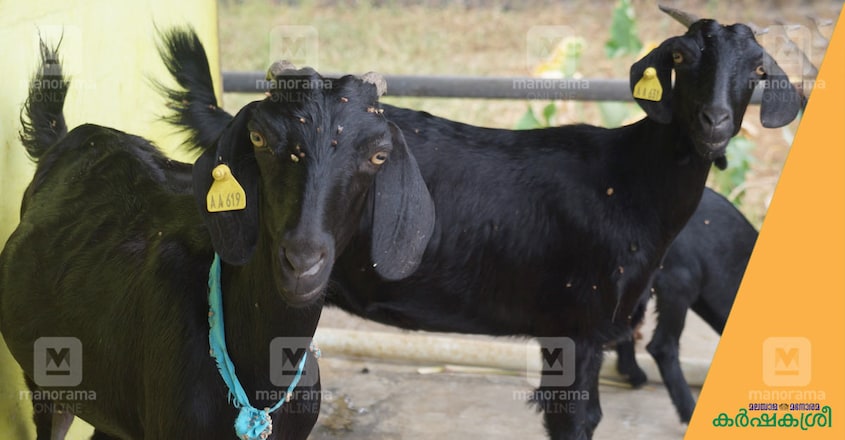 attappady-black-goat-1 attappady-black-goat-1