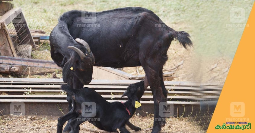 attappady-black-goat attappady-black-goat