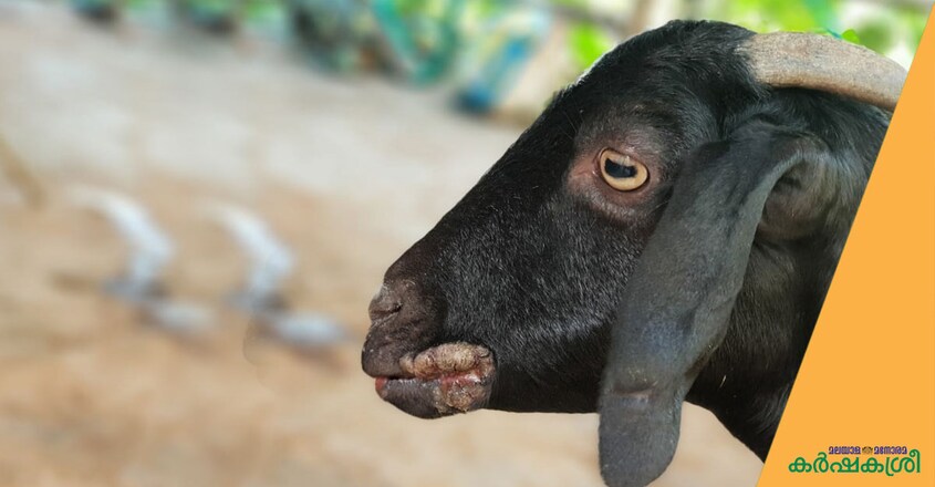 orf-in-goat-1 orf-in-goat-1