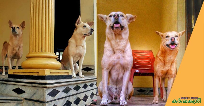 desi-dog-1 desi-dog-1